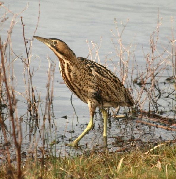 March 2016: Rye Harbour Nature Reserve Sightings